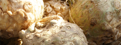Knolseldertaart met camembert en gedroogde pruimen